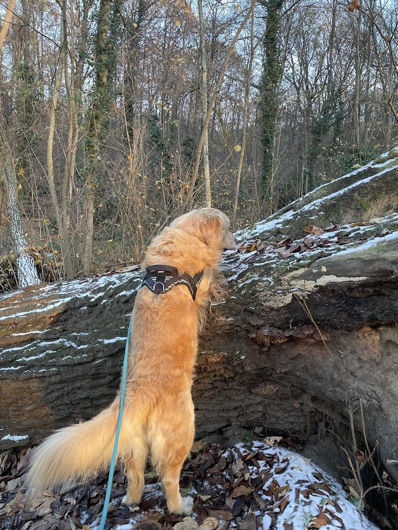 SamN'Pets DogWalker & Pet-sitter — dogsitter à Paris