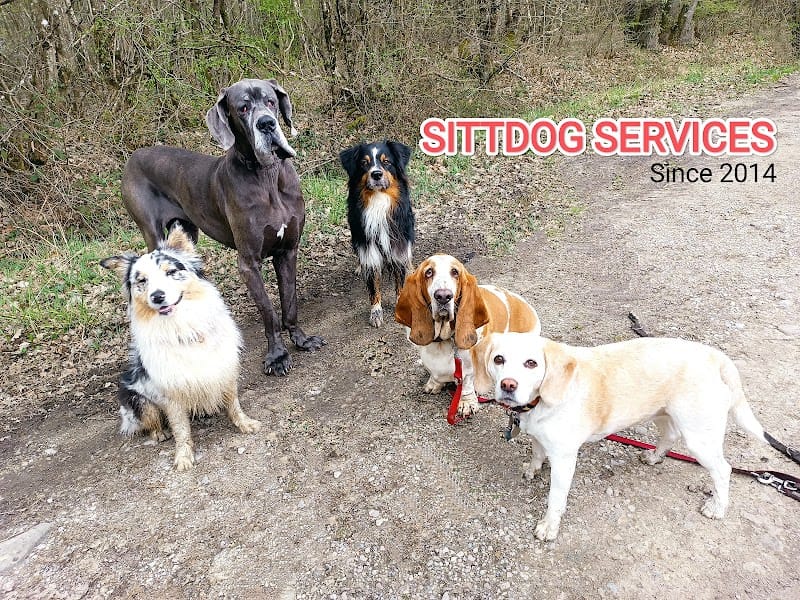 Sittdog Services — dogsitter à Annemasse