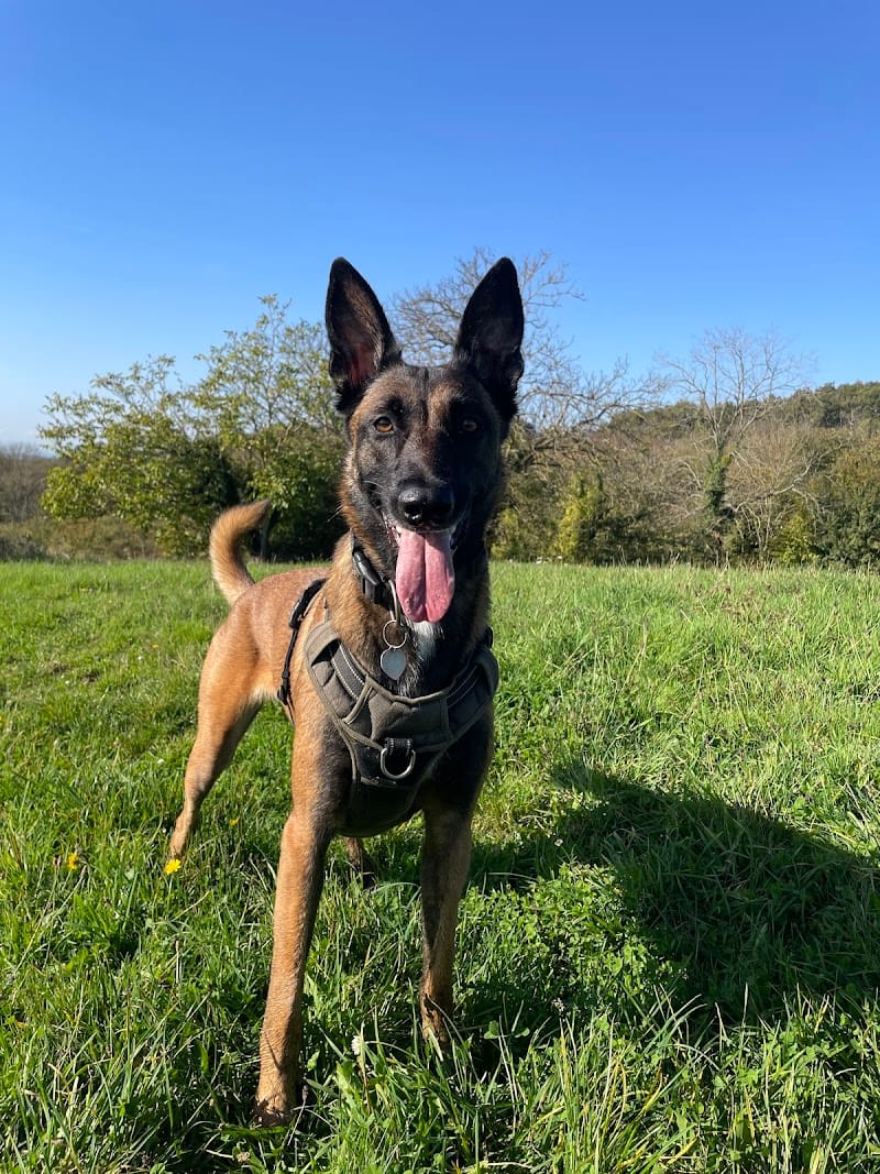 Siwa’s Pet-Sitting — dogsitter à Bourgoin-Jallieu