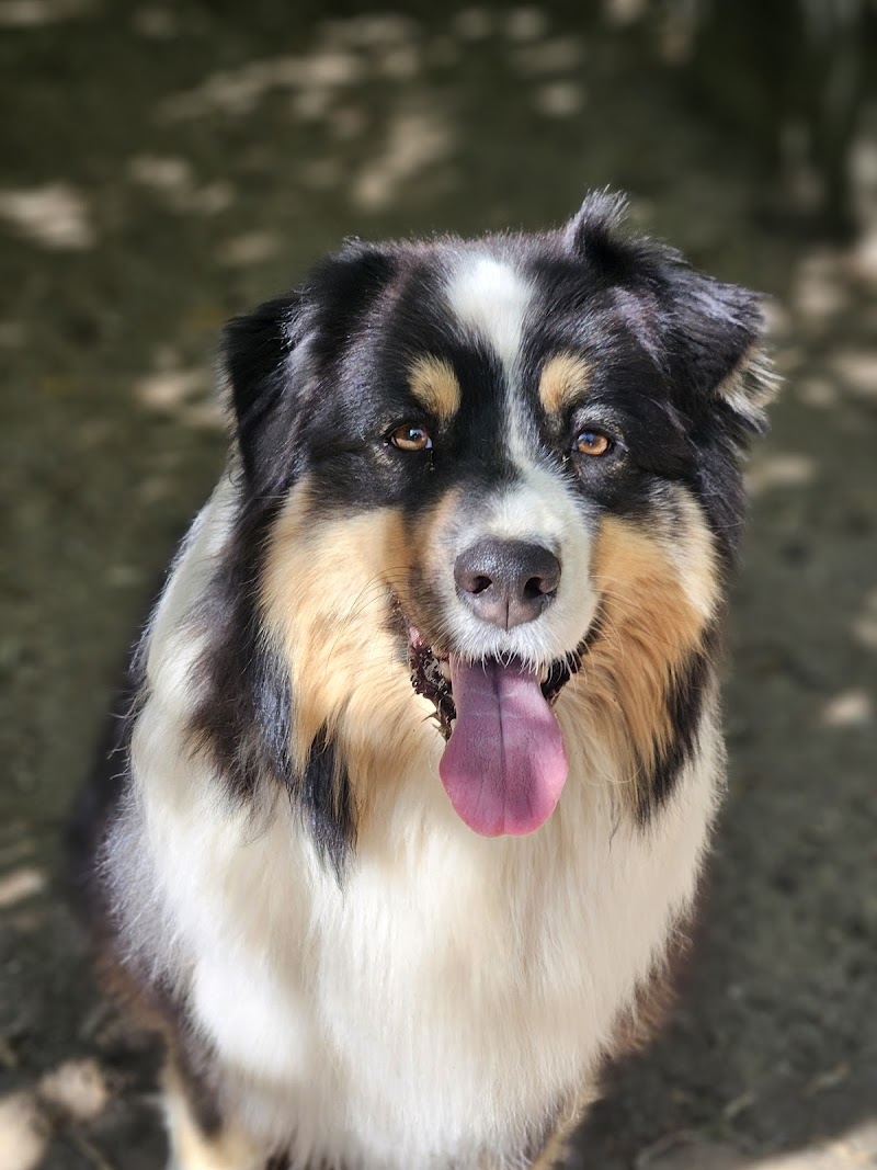 Soph and Dogs — dogsitter à Saint-Nazaire