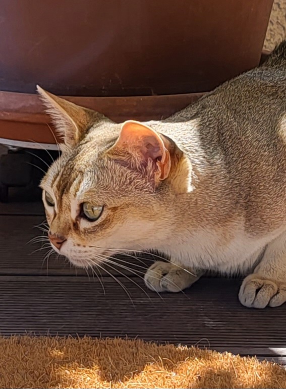 Stéphaniecatsitter — dogsitter à Toulouse