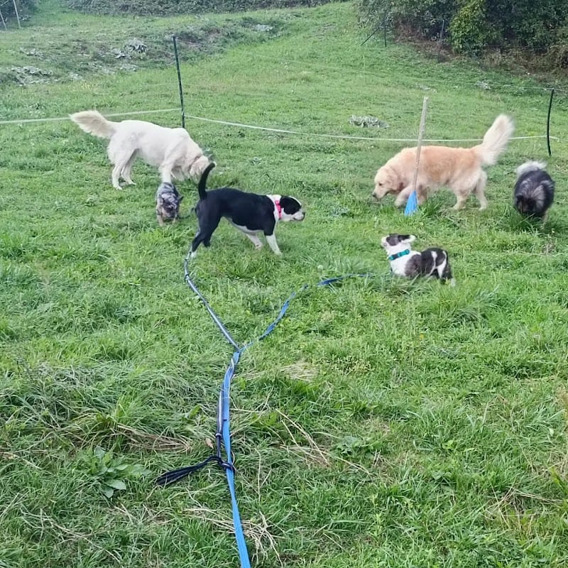 Tala Pet's World — dogsitter à Thonon-les-Bains