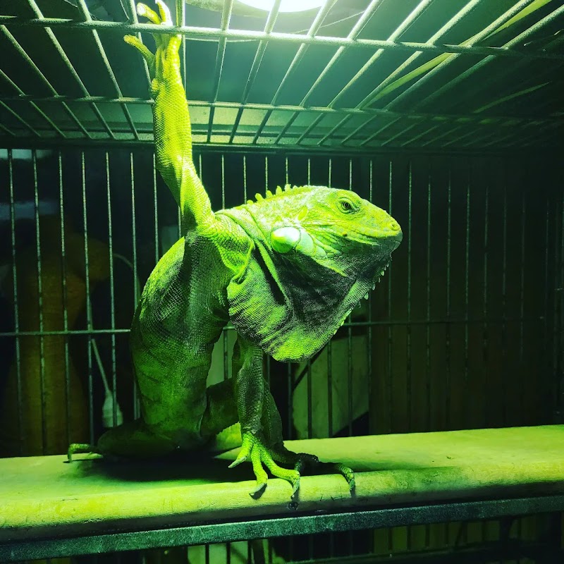 Tata Sitter | Pet Sitter pour Chats et NACs — dogsitter à Saint-Hilaire-de-Riez