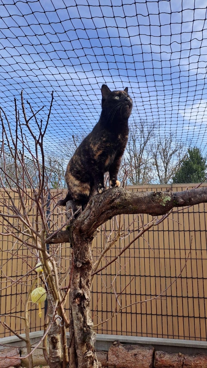 Tendres truffes et pattes au chaud — dogsitter à Grenade