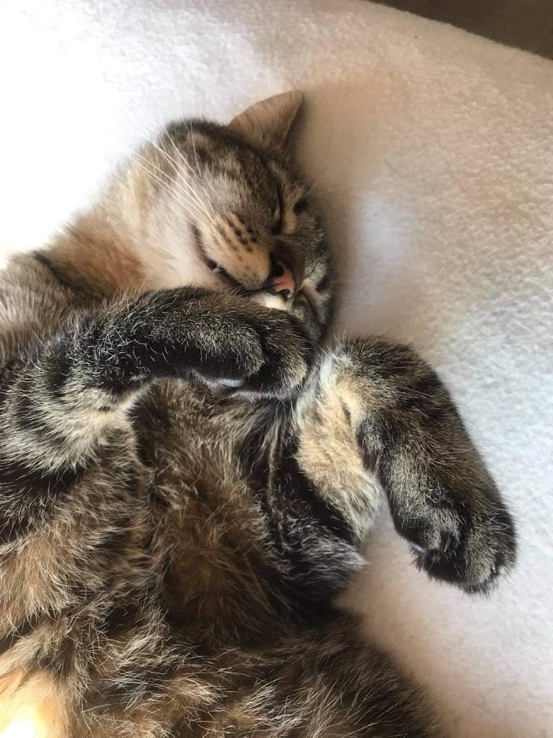 The Good Pet Sitter — dogsitter à Saint-Genis-Pouilly