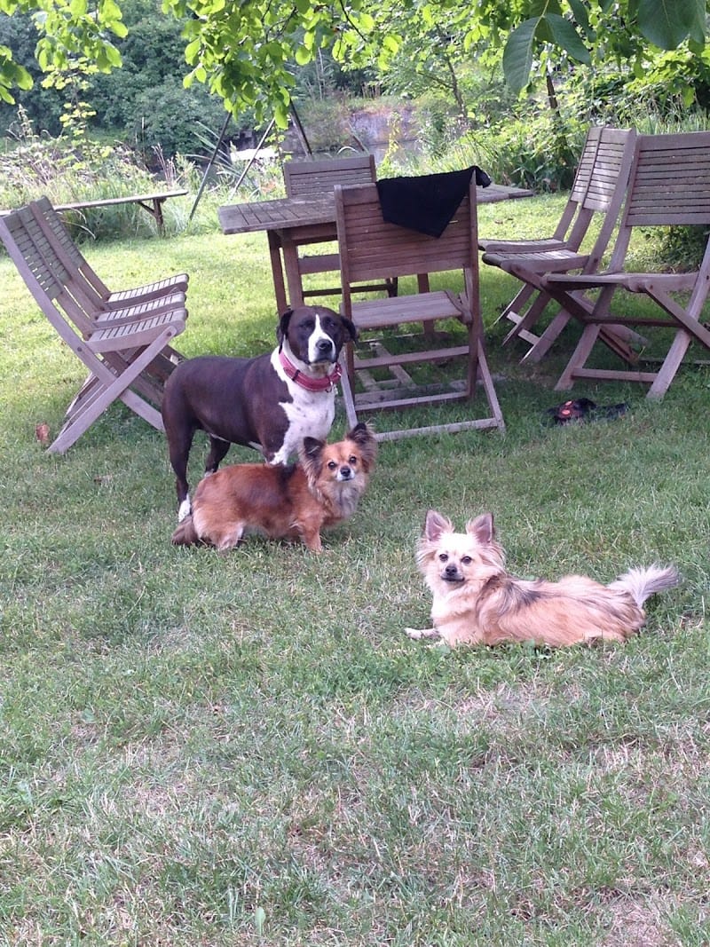 Tic & Tac — dogsitter à Colmar