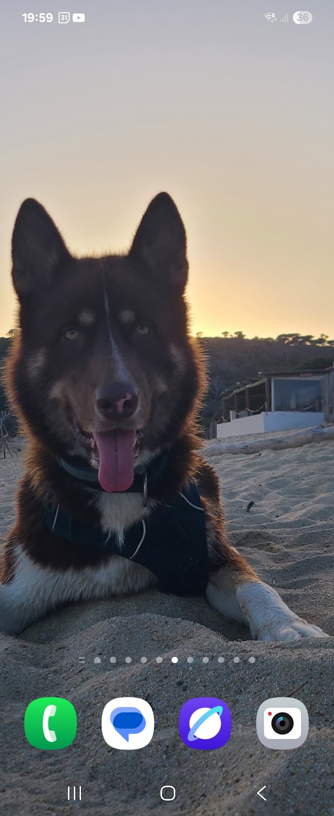 Tonton Dog — dogsitter à Fréjus