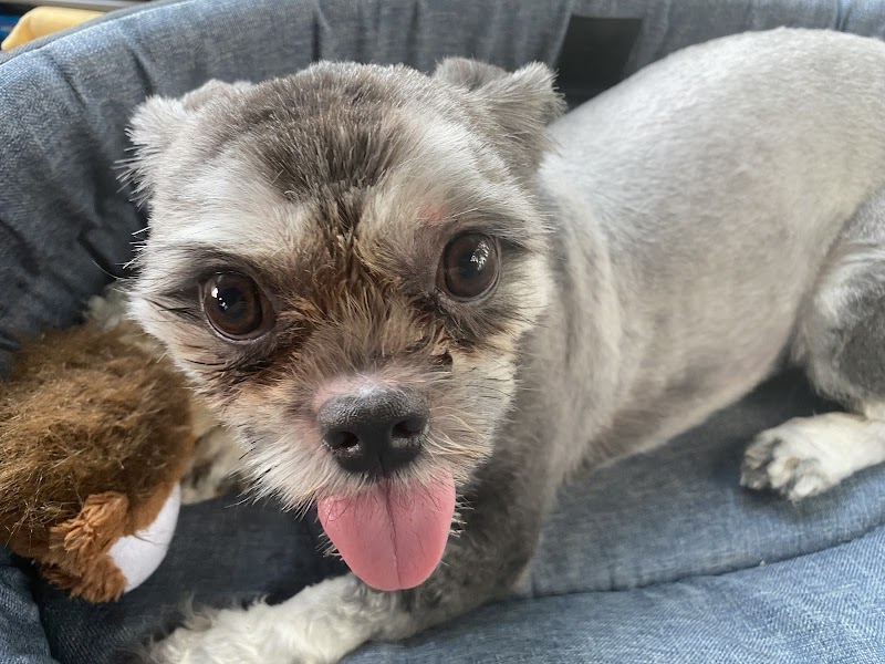 Tou'Tous Doux — dogsitter à Castelsarrasin