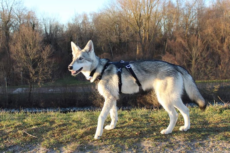 Toutou and You — dogsitter à Drusenheim