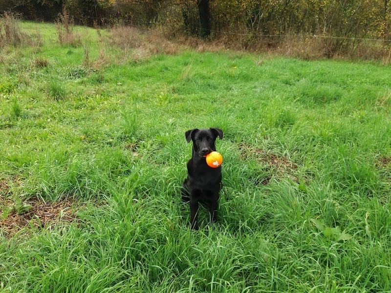 Toutou Club — dogsitter à Oraison