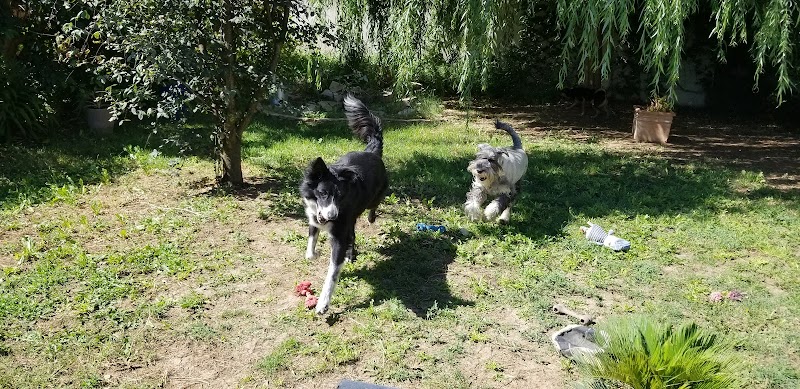 Toutou, Minette & Compagnie — dogsitter à Lunel