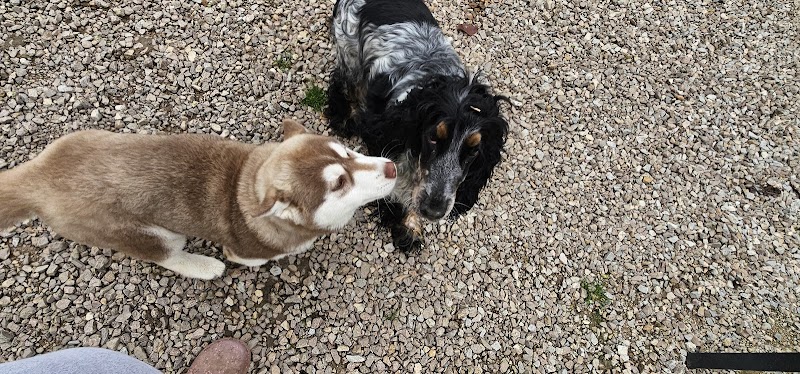 Toutou's farm — dogsitter à Graulhet