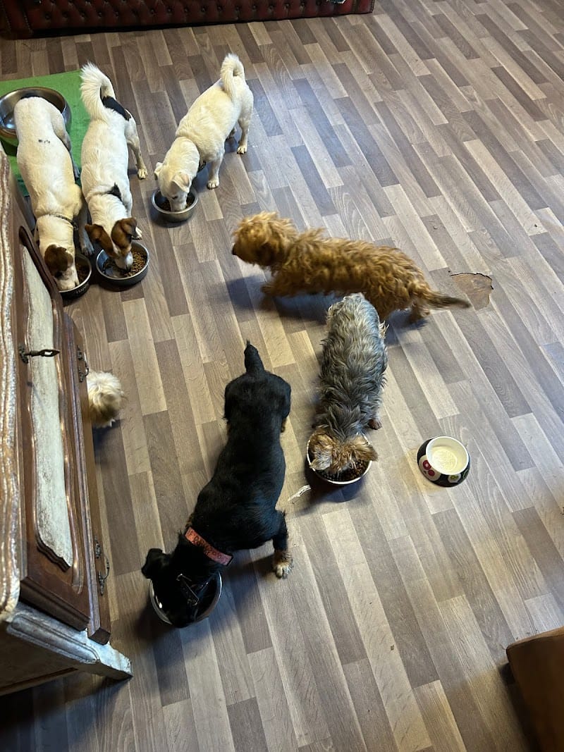 Toutou services — dogsitter à Sainte-Maxime