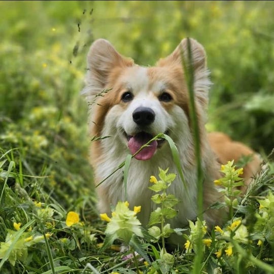Truffes & Moustaches — dogsitter à Thonon-les-Bains
