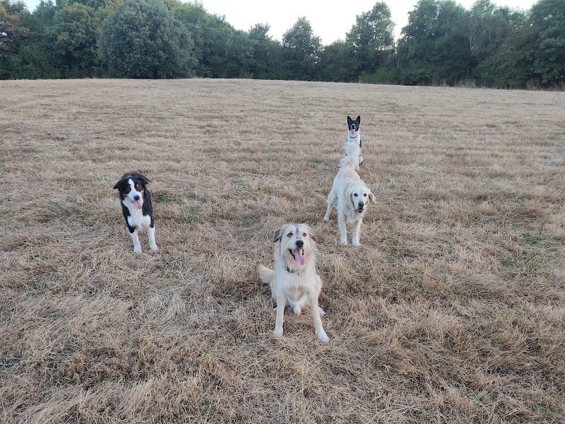 Ty Muz'O - Promenade - Garde - visite — dogsitter à Vannes