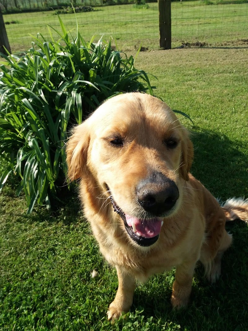 UCOR Un Chien en OR — dogsitter à Guise