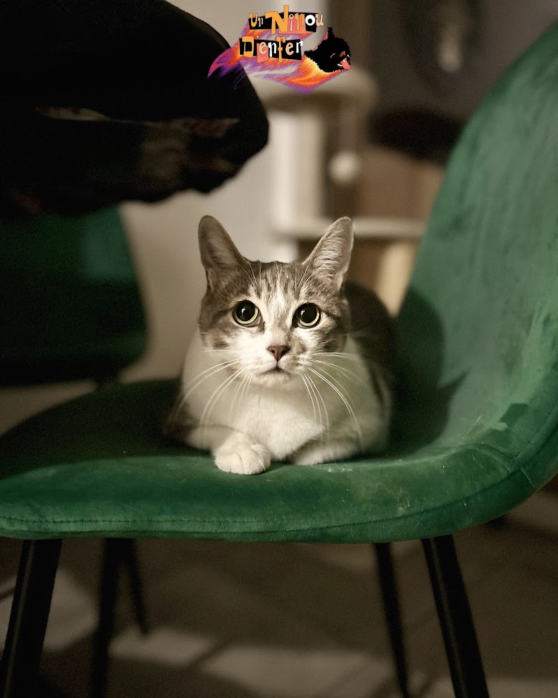 Un Ninou d'Enfer — dogsitter à Nice