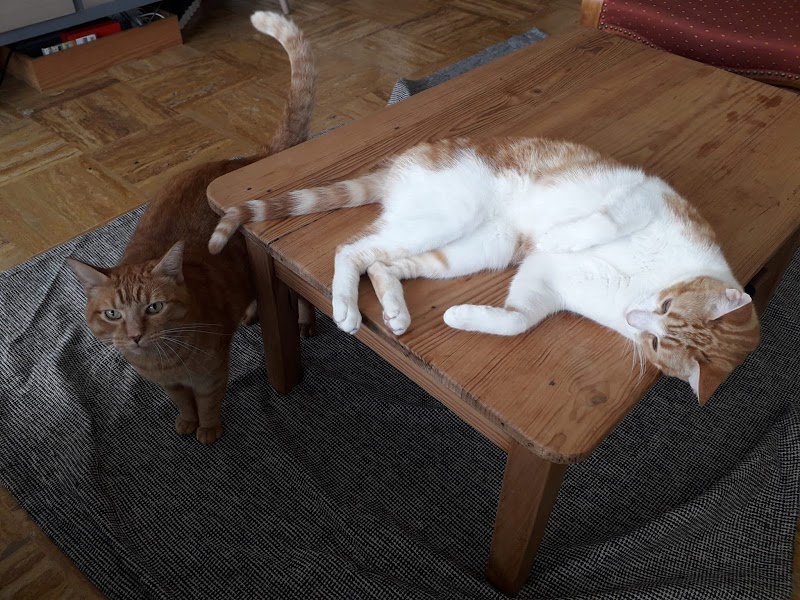 Un p'tit coup d'patte — dogsitter à Paris