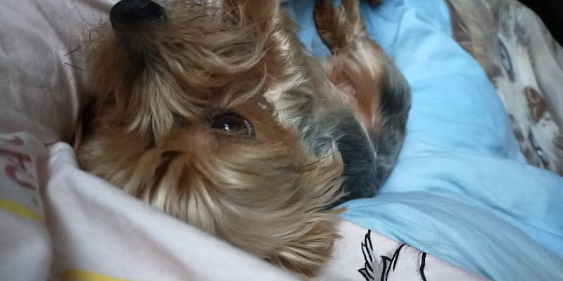 Un petit coin de paradis — dogsitter à Erstein