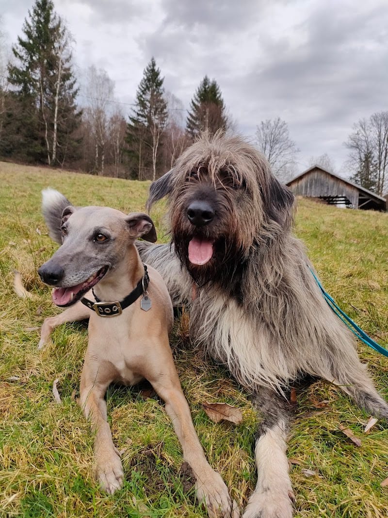 Une Patte après l'Autre — dogsitter à La Broque