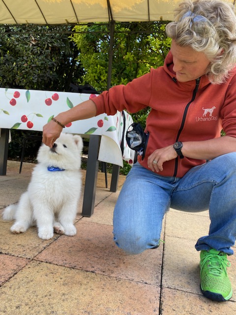UrbanoDog — dogsitter à Antibes