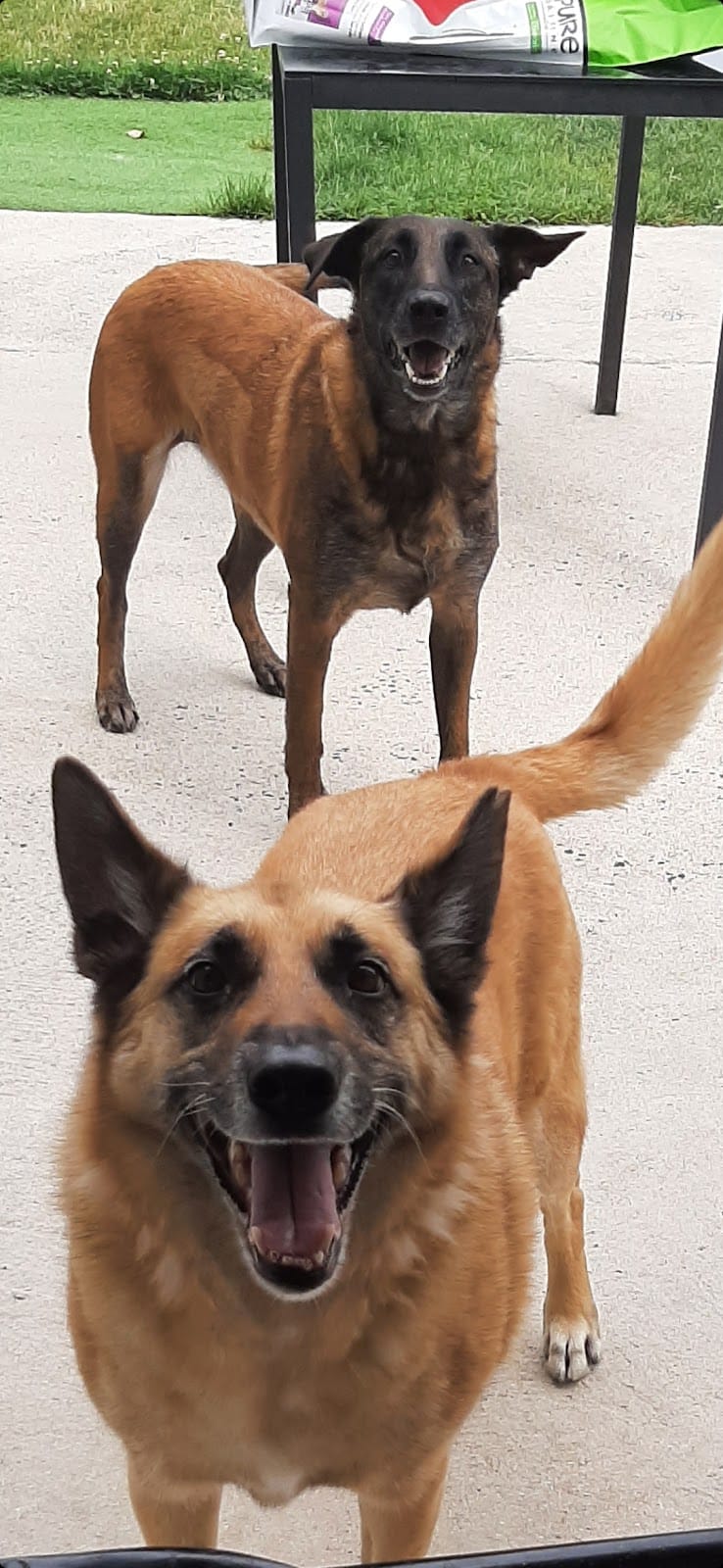 vdb sitting — dogsitter à Marly