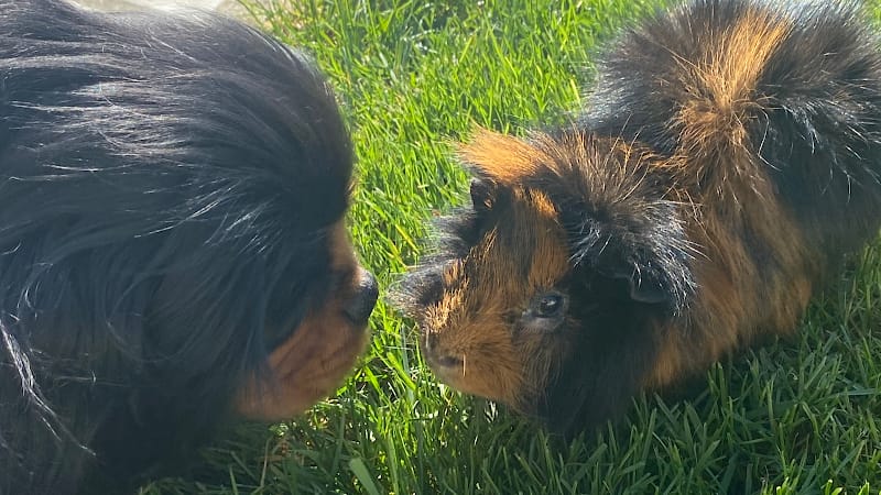 Victoria Pet Sitter — dogsitter à Vitry-sur-Seine