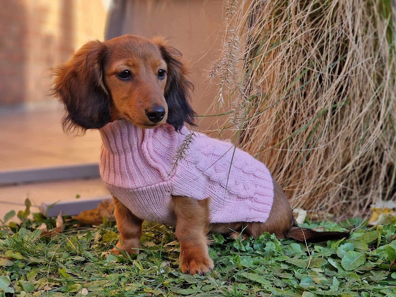 Voyage à 4 pattes — dogsitter à Lille