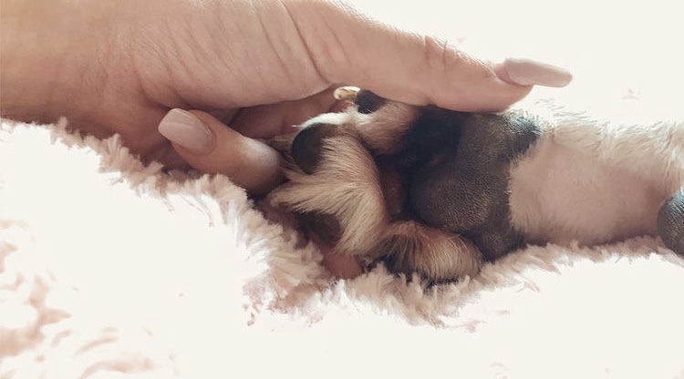 WellPet Village — dogsitter à Tassin-la-Demi-Lune