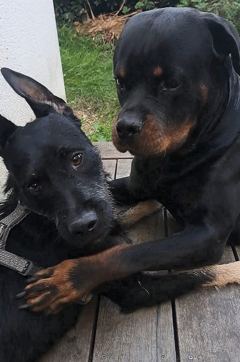 Woofizy — dogsitter à Nantes