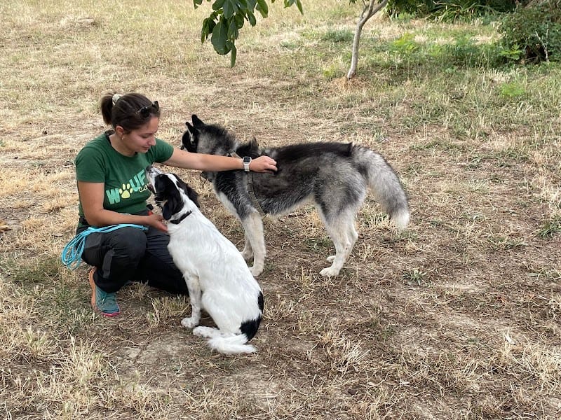 WOUF CAMP — dogsitter à Bram