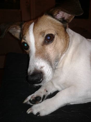 Dario, mon Jack russel