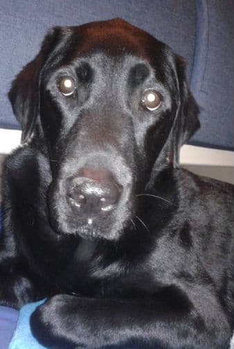 Daiko, l\'un des 2 Labradors de mes parents