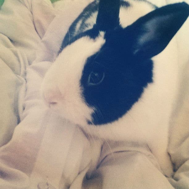 Pancake, mon lapin papillon de 2ans