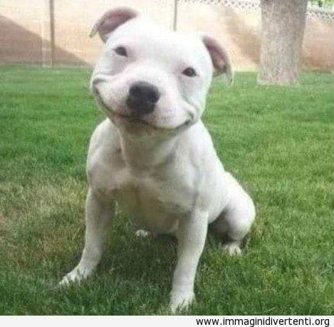 divertente-cane-che-sorride