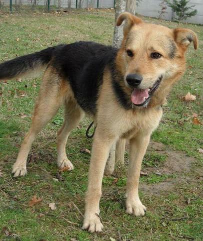 chien-croise-berger-allemand-adopter-60846-2