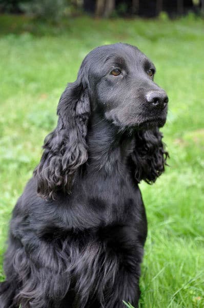 chiens-Cocker-Spaniel-Anglais-8d33c6d6-0ab5-d8f4-090c-9a1b9b2d36a9