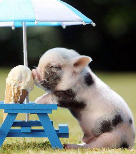 un-bebe-cochon-avec-sa-glace_179329_w620