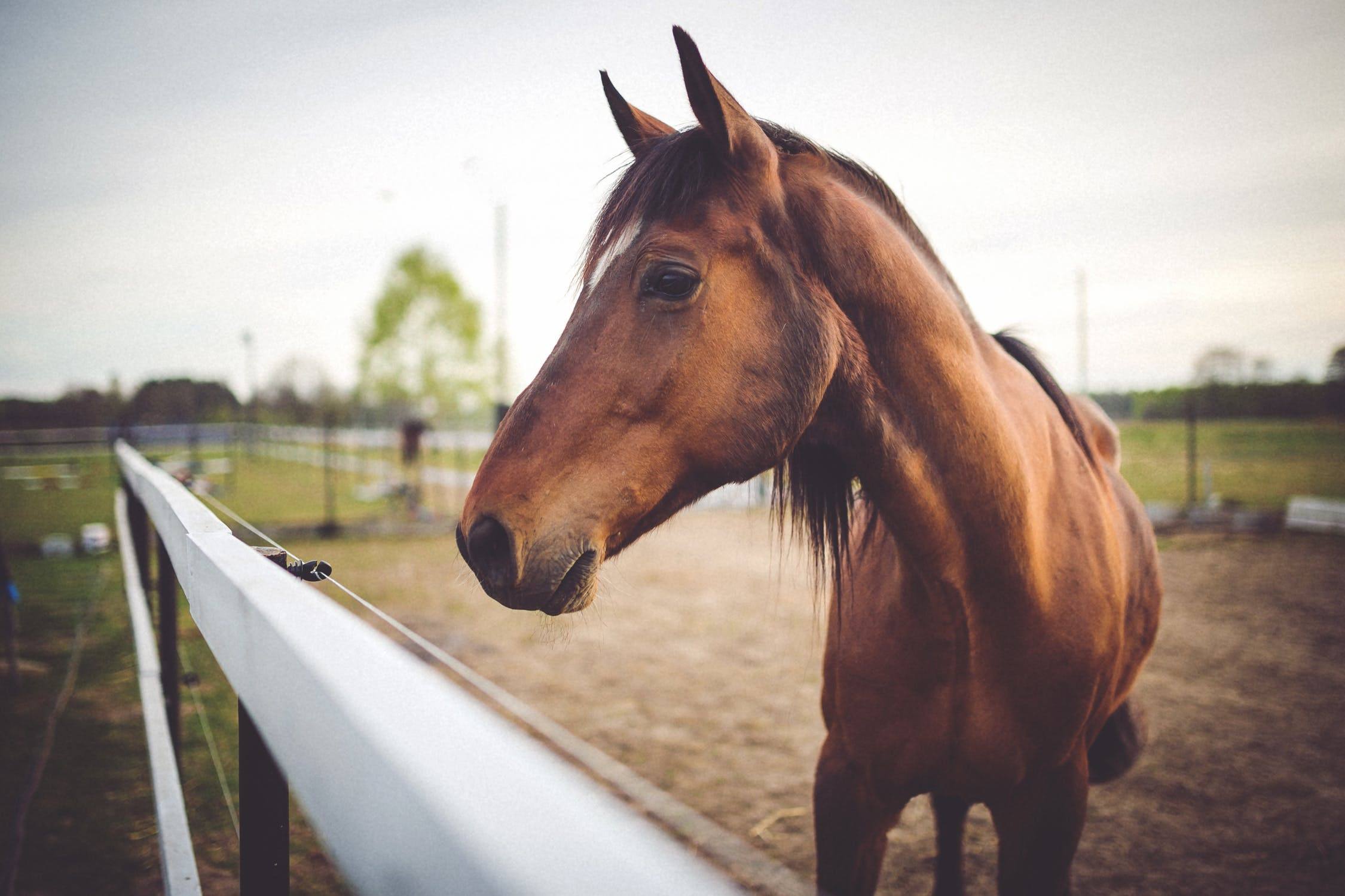 animal-brown-horse