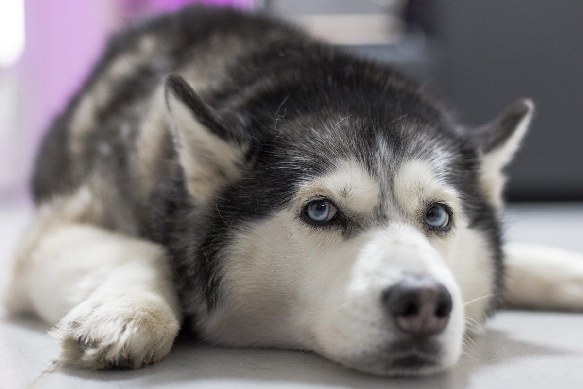 Husky Sibérien