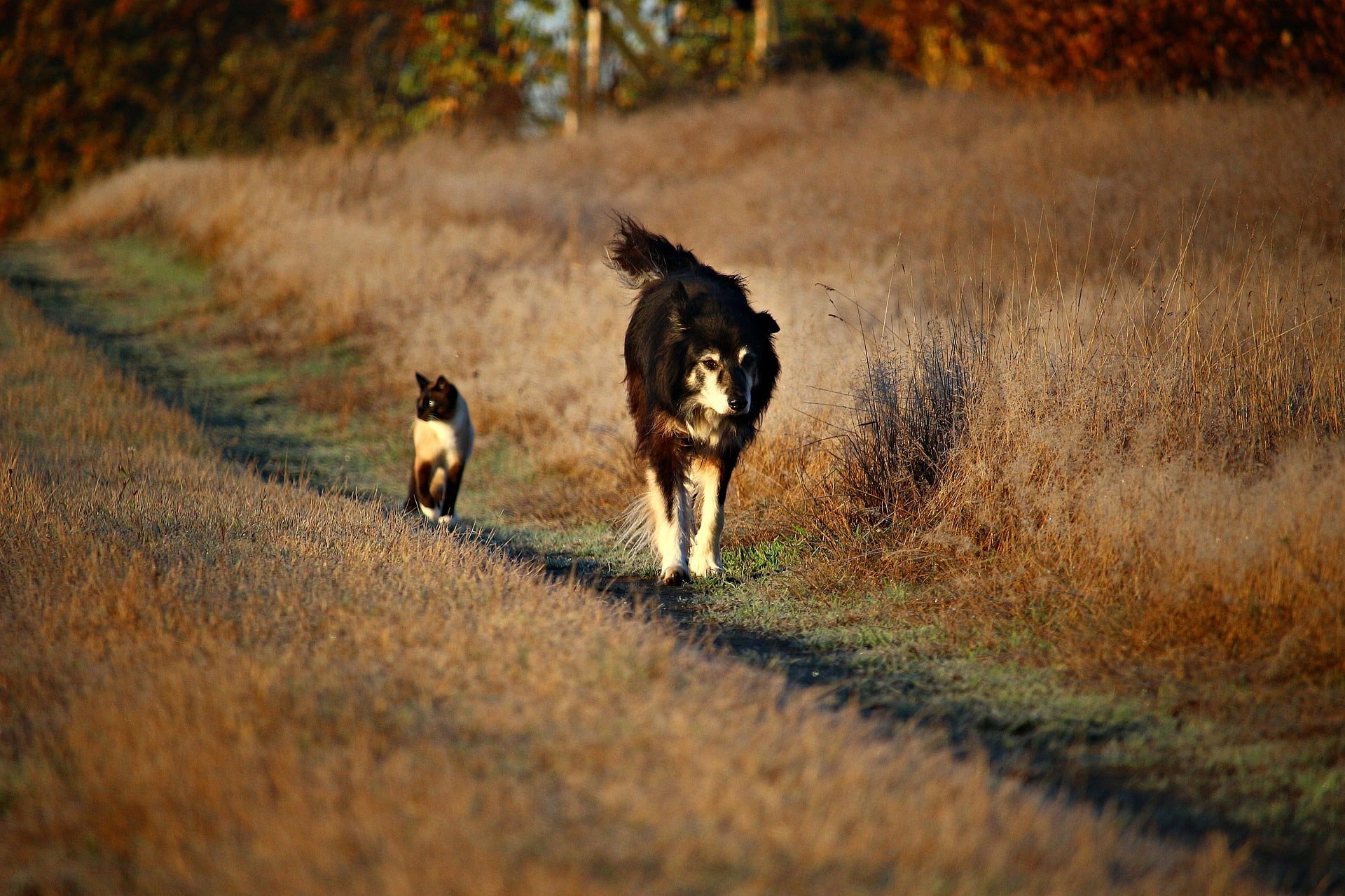 chat-chien-nature-1