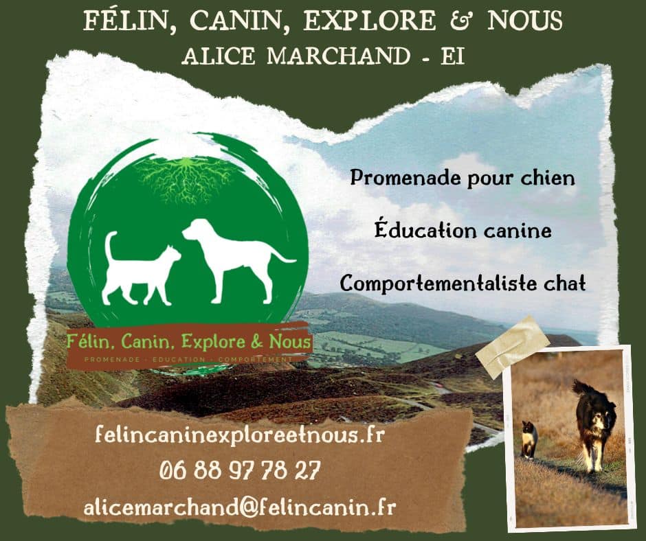 felin-canin-explore-et-nous-educateur-comportementaliste-chat-chien-alice-marchand-présentation